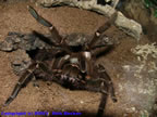 Theraphosa leblondi